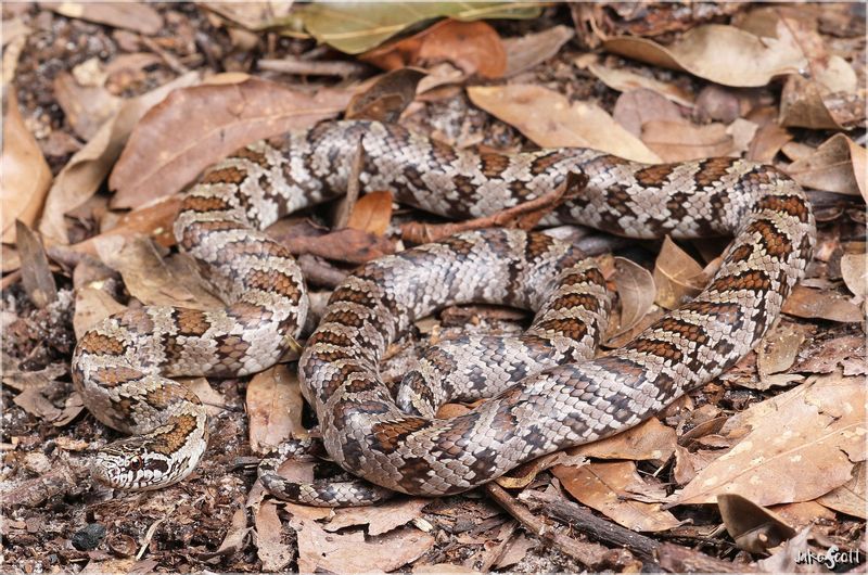 Mole Kingsnake