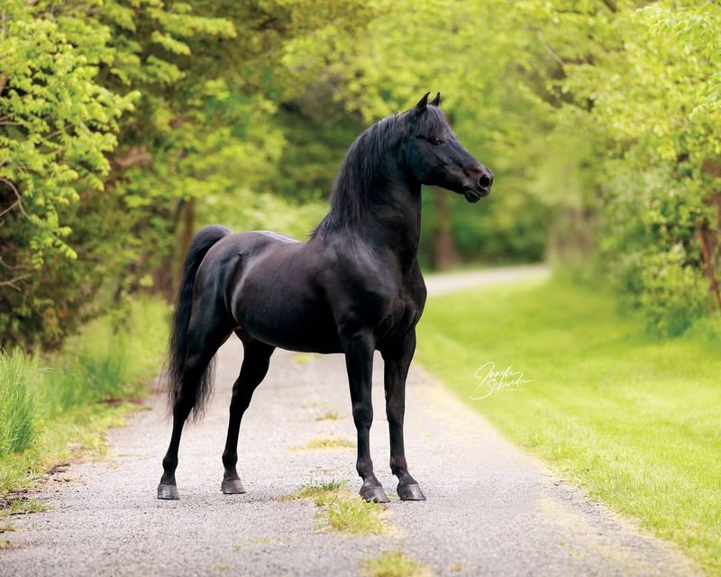 Morgan Horse