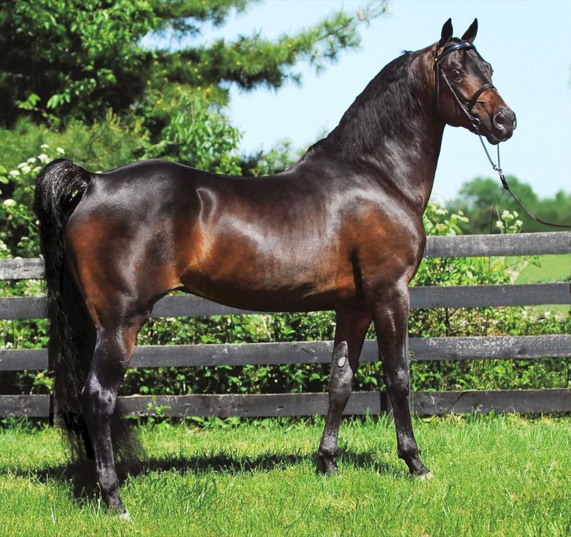 Morgan Horse