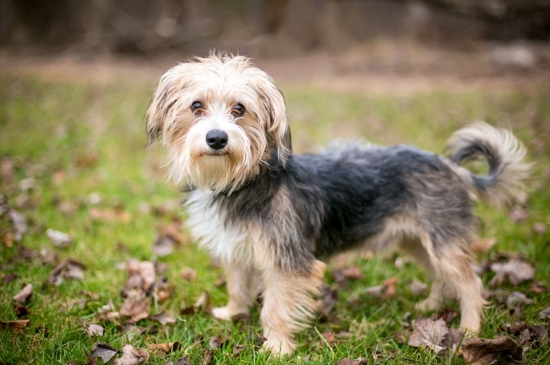 10 Yorkie Mixes That Prove Good Things Come in Small Packages ...