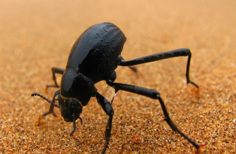 Namib Desert Beetle