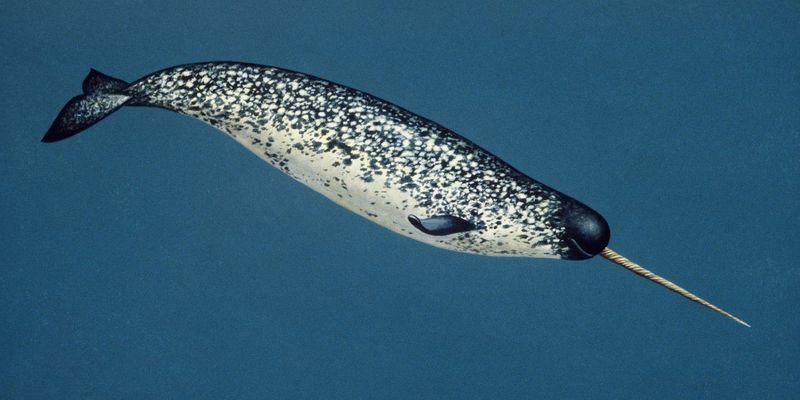 Narwhal