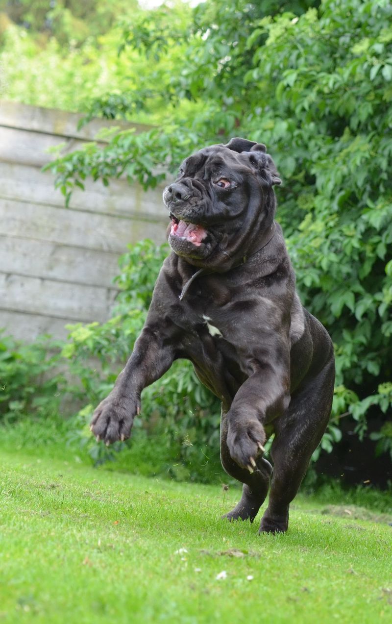 Neapolitan Mastiff