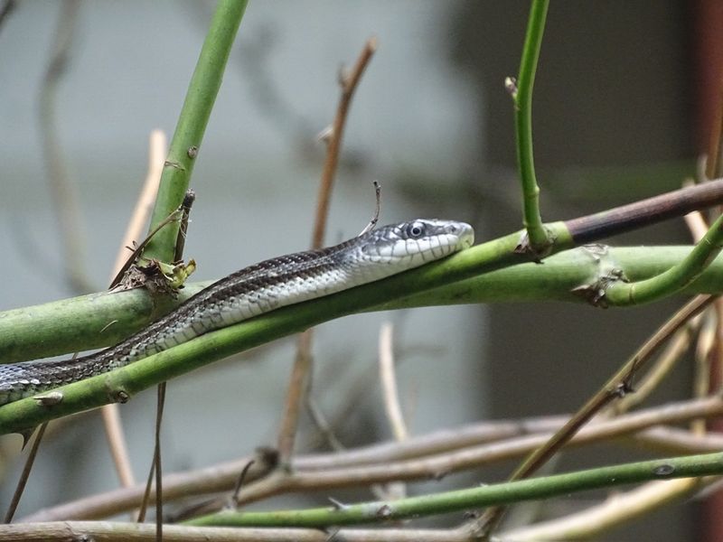 Nest Predators and Protection