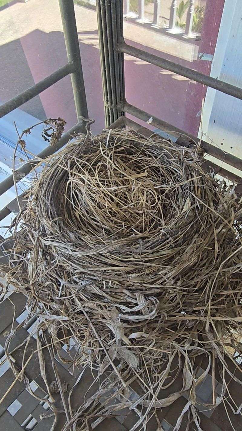 Nest Reuse and Recycling