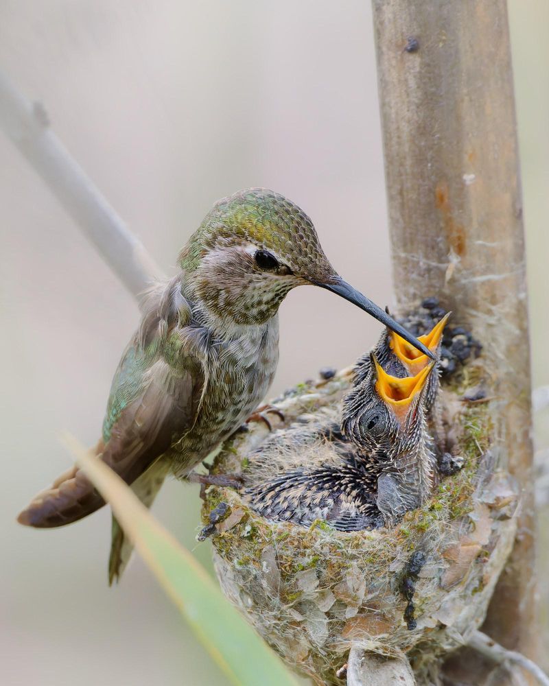 Nest Size and Chick Growth