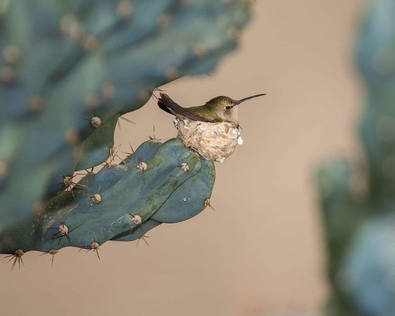 Nesting in Unique Locations