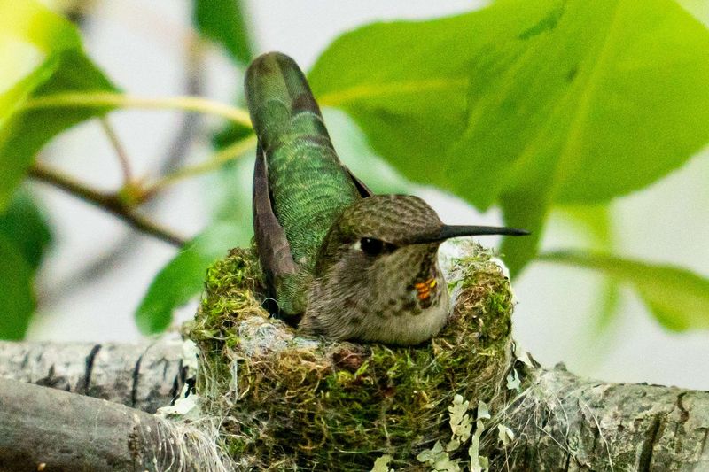 Nests Built by Female Hummingbirds