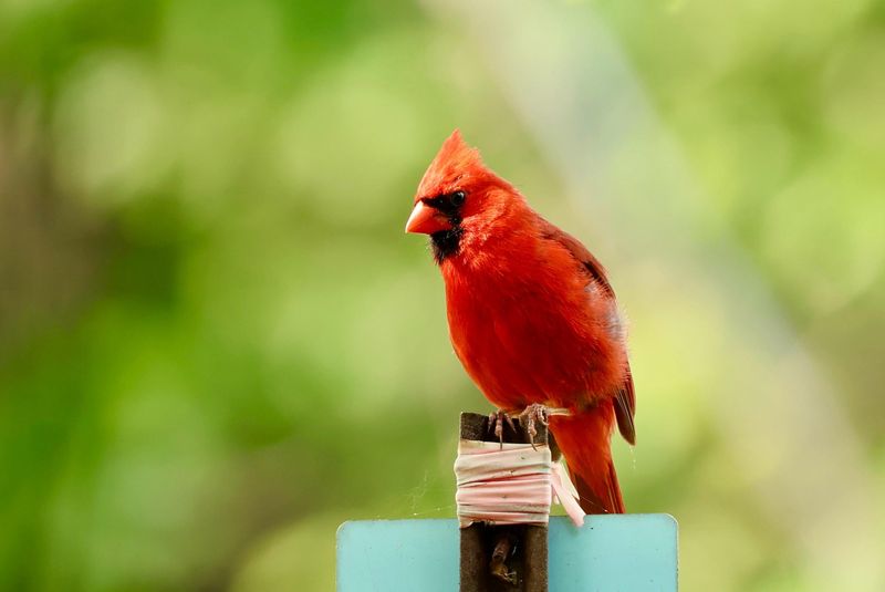 Northern Cardinal