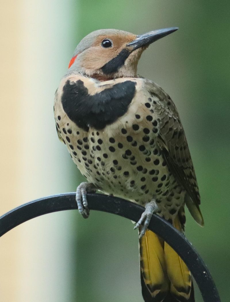 Northern Flicker