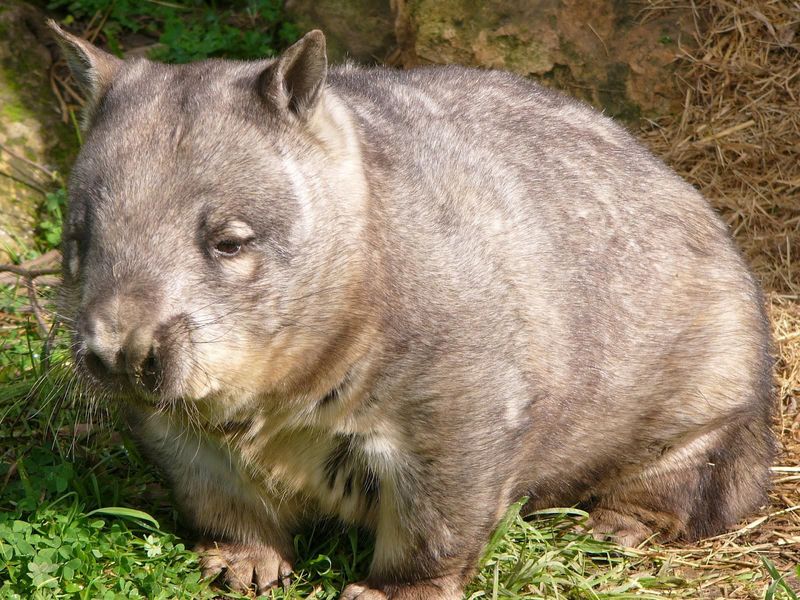 Northern Hairy-nosed Wombat