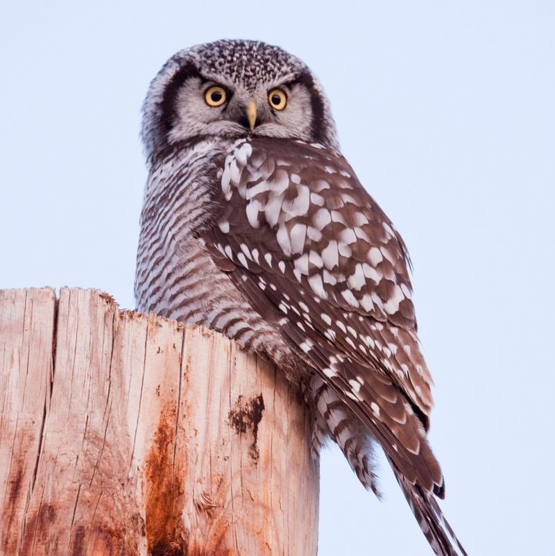 Northern Hawk Owl