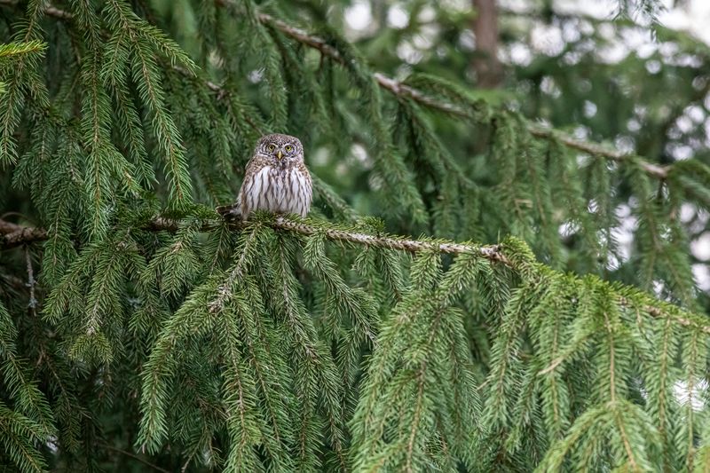 Northern Saw-whet Owl