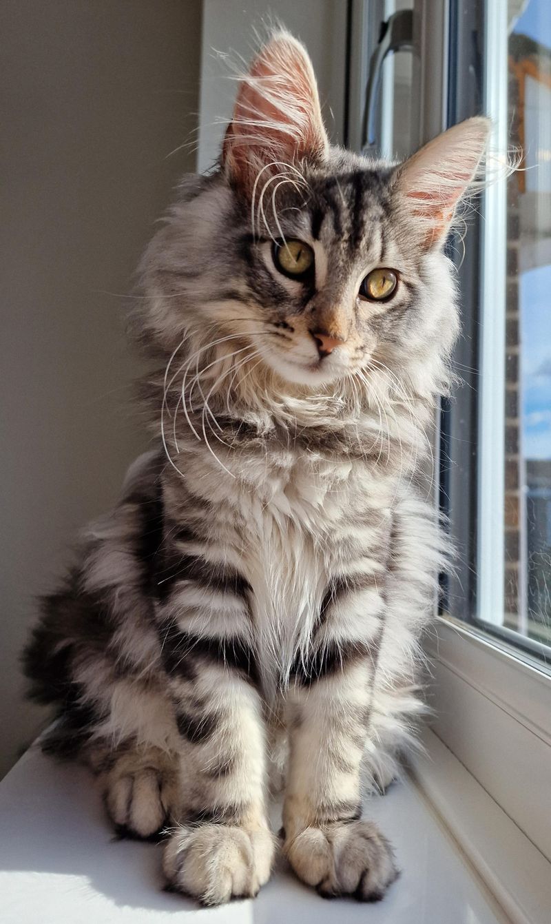 Norwegian Forest Cat