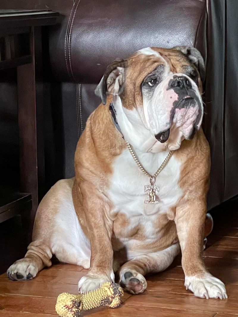 Olde English Bulldogge