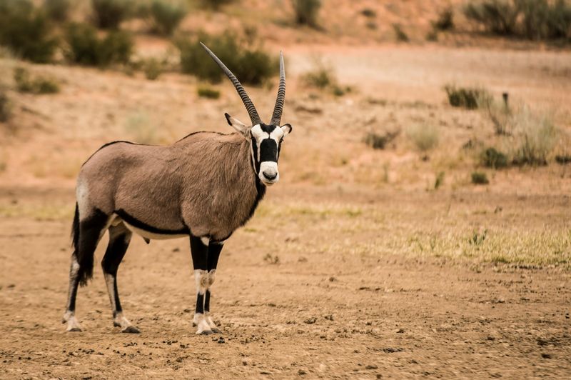 Oryx