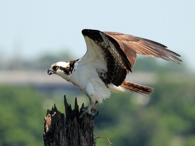 Osprey (Pandion haliaetus)