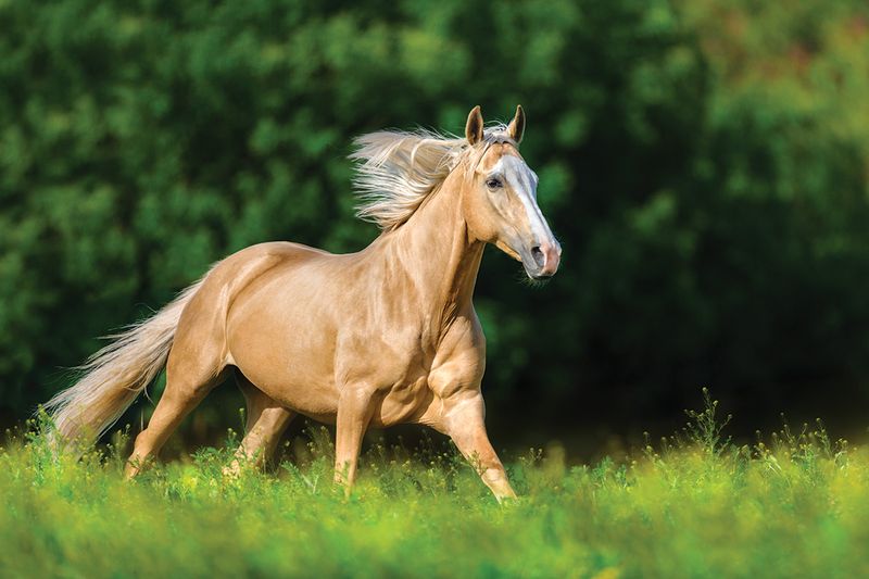 Palomino