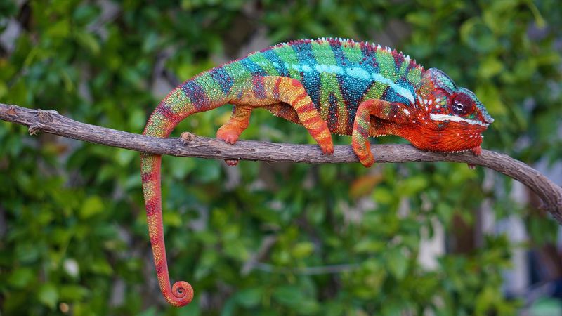 Panther Chameleon