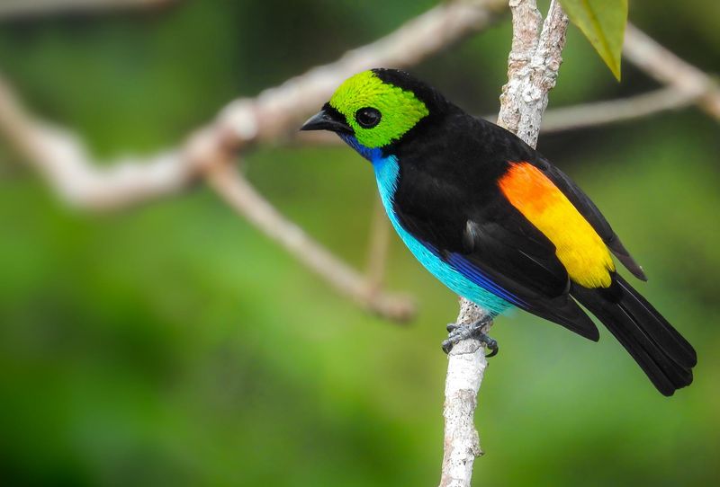 Paradise Tanager