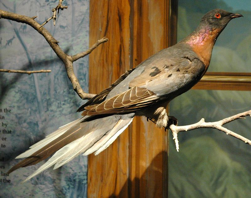 Passenger Pigeon