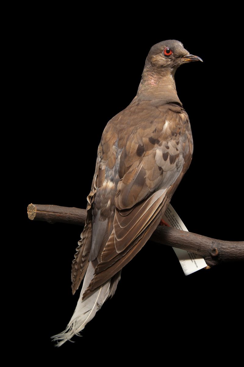 Passenger Pigeon