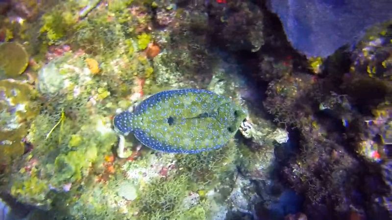 Peacock Flounder