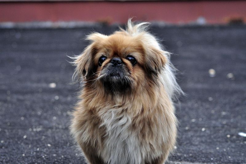 Pekingese