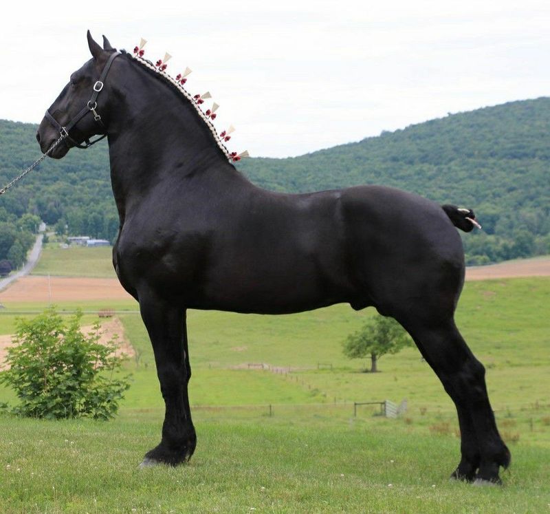 Percheron