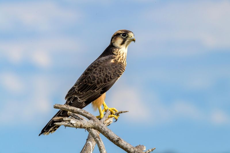 Peregrine Falcon