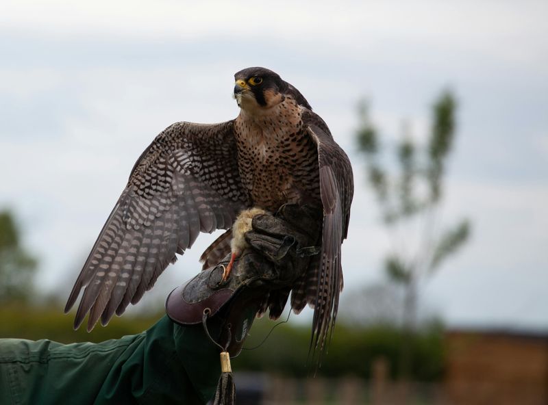 Peregrine Falcon