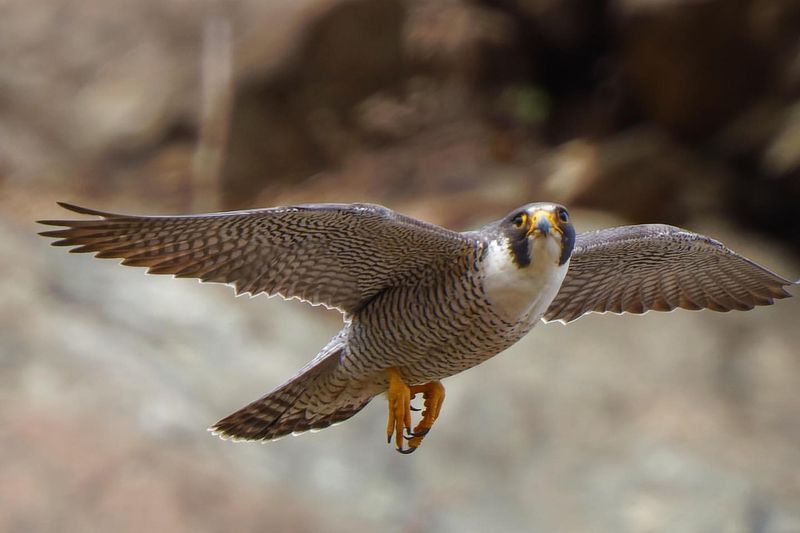 Peregrine Falcon