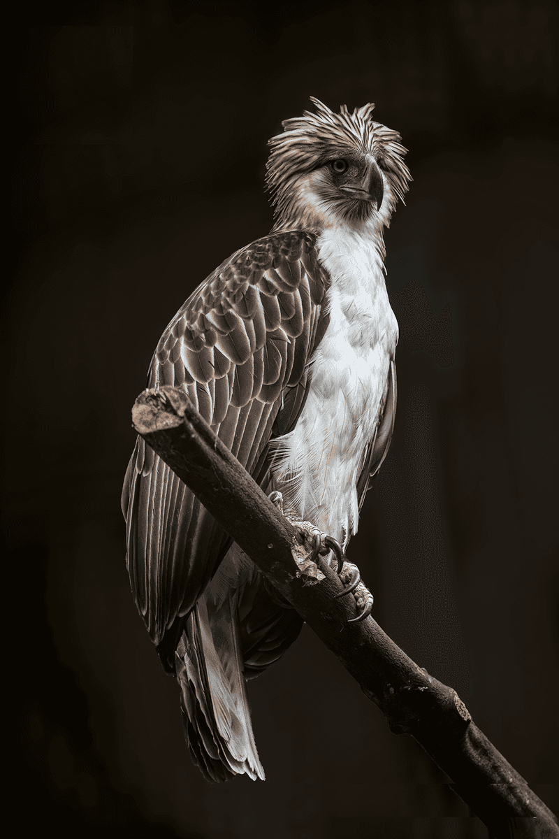 Philippine Eagle