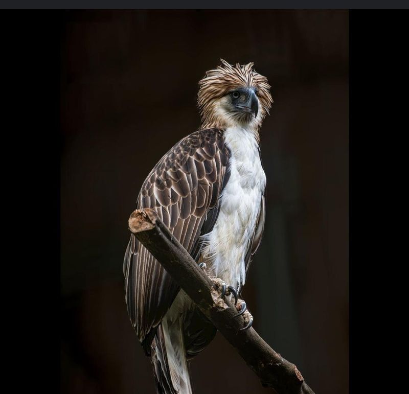 Philippine Eagle