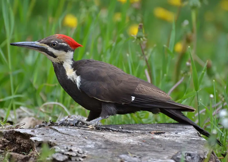 Pileated Woodpecker