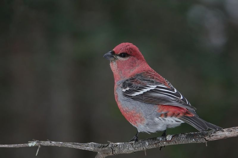 Pine Grosbeak