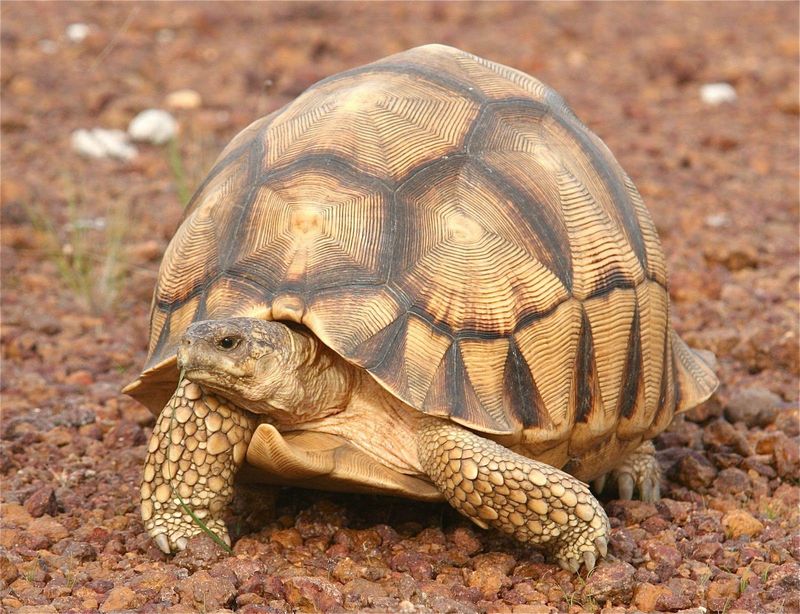 Ploughshare Tortoise