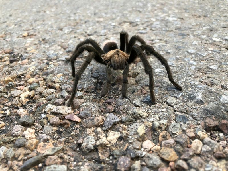 Poecilotheria Rajaei