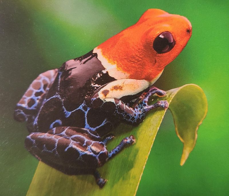 Poison Dart Frog