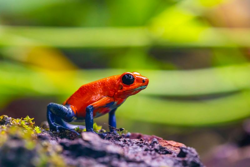 Poison Dart Frog