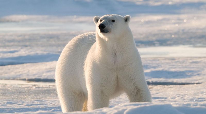 Polar Bear