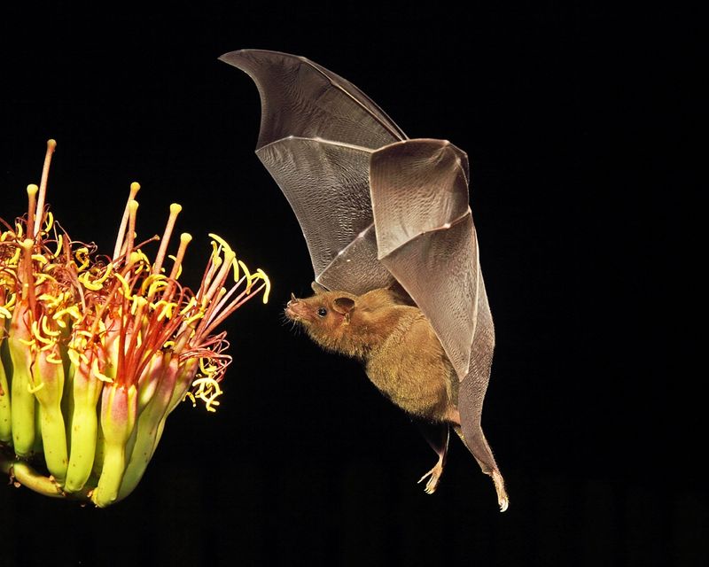 Pollinators of the Night