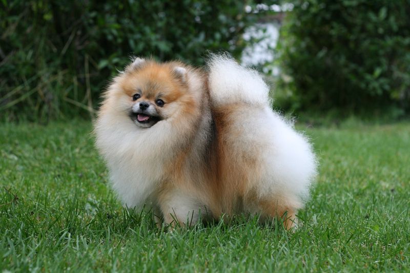 Pomeranian