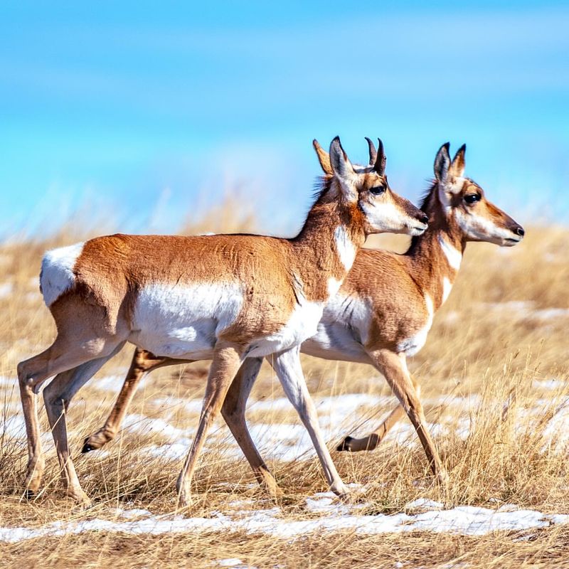 Pronghorn Antelope