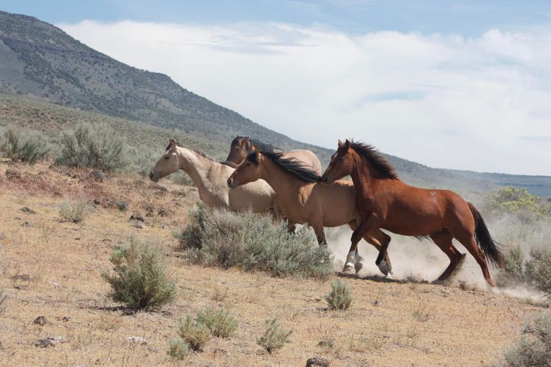 Pryor Mountain Mustang