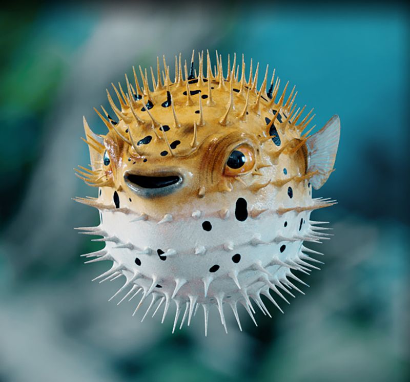 Pufferfish