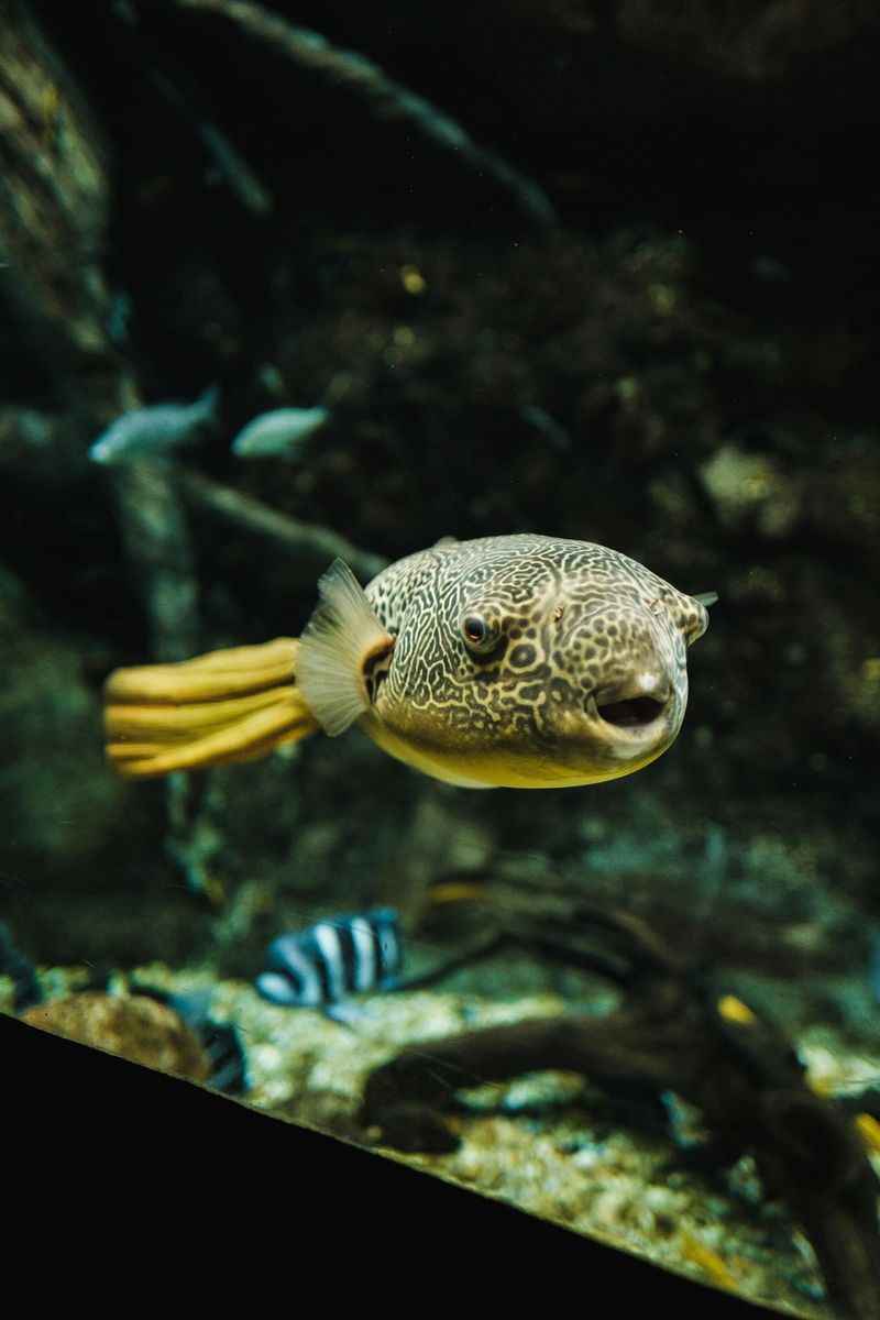 Pufferfish