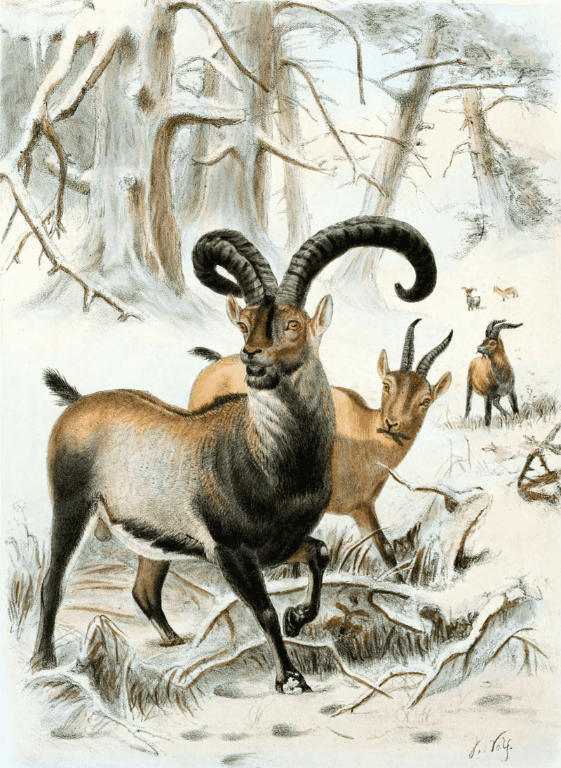 Pyrenean Ibex