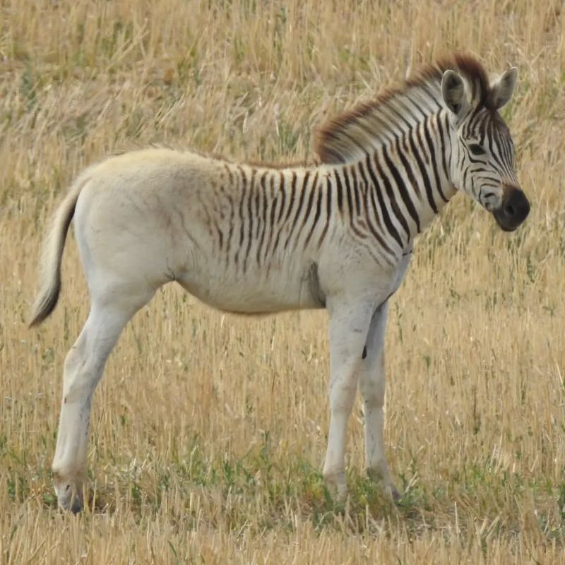 Quagga