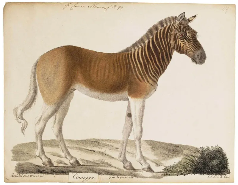 Quagga